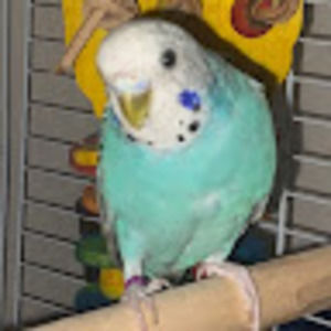 Meet your Posher, Ethan